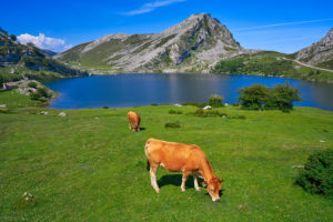 Lago de Enol, Picos de Europa, Asturias